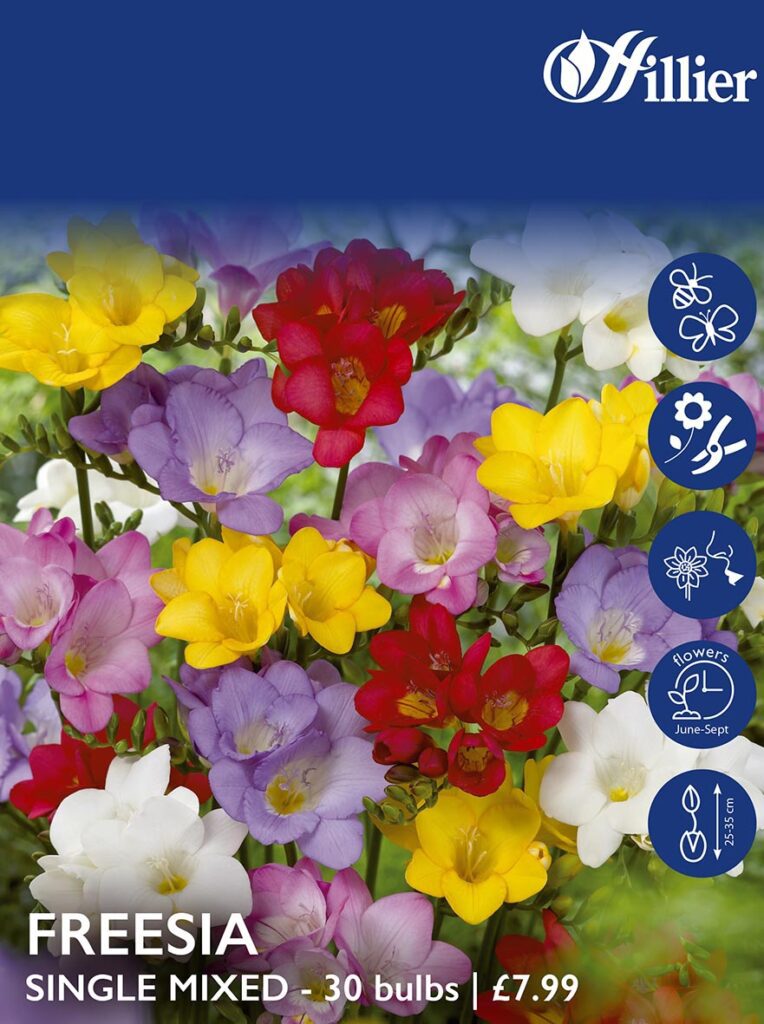 Freesia Single Mixed Bulbs 8718641997390