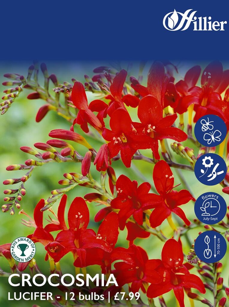 Crocosmia Lucifer Bulbs 8718641997413