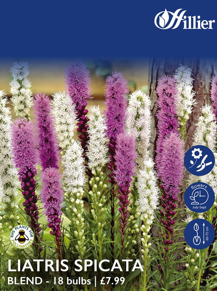Liatris Spicata Blend Bulbs 8718641997420