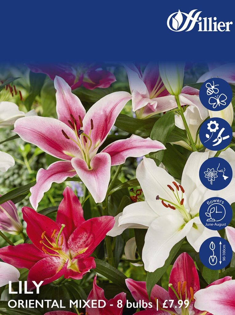 Lily Oriental Mixed Bulbs 8718641997468