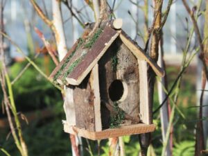 Bird box category image