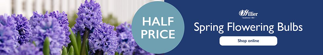 Half Price Bulbs at Hillier Garden Centres